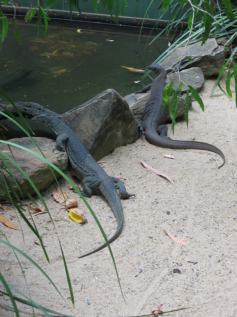 135 Cairns Tropical Zoo.jpg